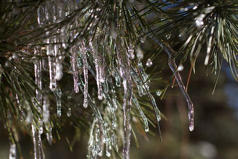 Kostenlose Foto Baum Wasser Ast Winter Licht Blatt Blume Frost