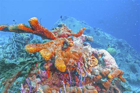 Caribbean Coral Garden Stock Photo Image Of Ocean Atlantic 188266406