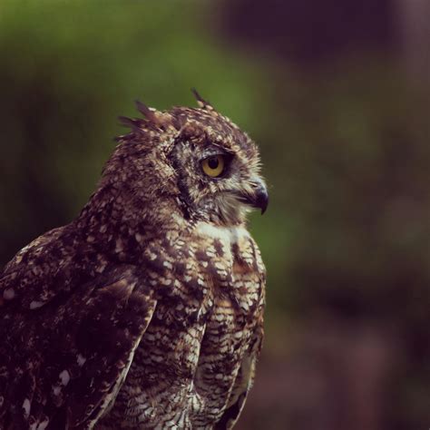 Brown White and Black Owl · Free Stock Photo