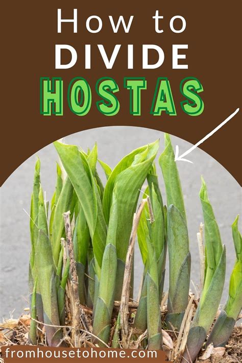 Hosta Care The Ultimate Guide To Planting And Growing Plaintain Lilies