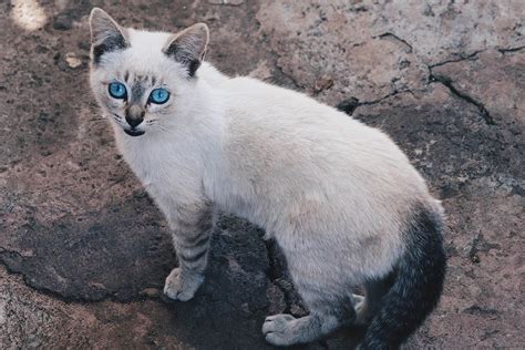 Ojos Azules cat breed - Feed Stray Cats