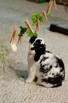 Kaninchenstall Ideen Kaninchengehege Kaninchen Kaninchen Freigehege