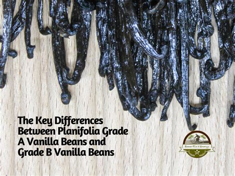 Differences Between Planifolia Grade A And B Vanilla Beans Ef B