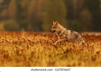 Gray Wolf Canis Lupus Stock Photo Shutterstock