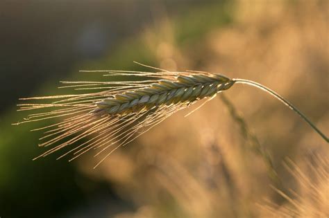 Prime dactivité MSA conditions montants démarches Mes Allocs fr