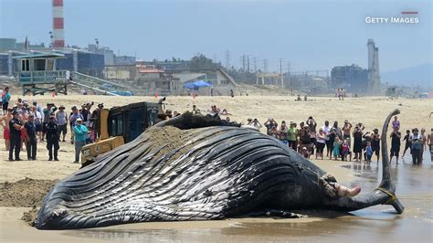 Algunos Cient Ficos Afirman Que Estamos Entrando En La Sexta Extinci N