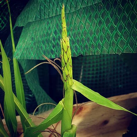 Corn's Ancestor... Teosinte. Four Months to Grow from Seed before producing it's own new Seeds ...