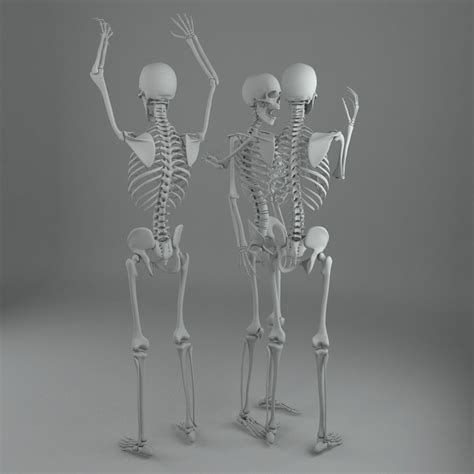 Human Male Skeleton Rigged Mr Vr D Model Max Fbx Ds Free D