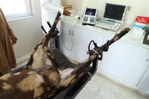 Premium Photo Artificial Insemination Techniques In Goats By Laparoscopy