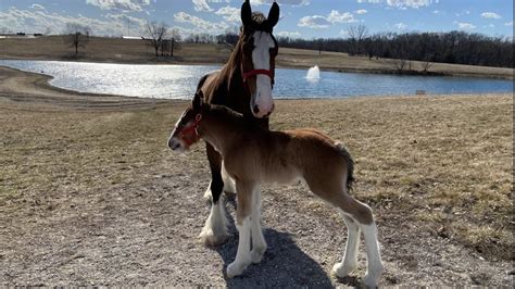 The making of a Budweiser Clydesdale : r/PortlandOregon