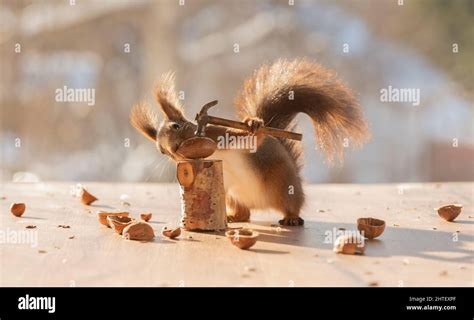 Red Squirrel Holding An Hammer With Walnut Stock Photo Alamy