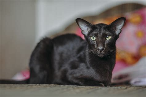 Oriental Shorthair Cat Breed Information & Characteristics