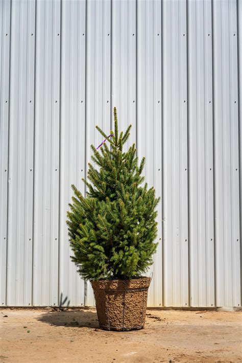 Montrose Charm White Spruce | Enhance Your Landscape Today — Armintrout's