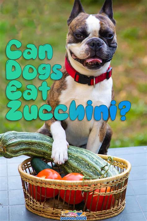 Can Dogs Eat Zucchini 3 Amazing Health Benefits Discussed