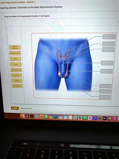 Solved Male Reproductive System Attempt 1 Labeling Activity Overview Of The Male