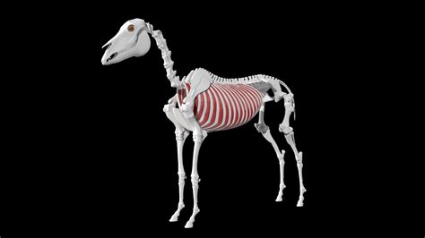 Horse Anatomy 3D Model $20 - .ma - Free3D