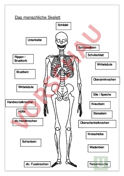 Arbeitsblatt Das Skelett Biologie Anatomie Physiologie