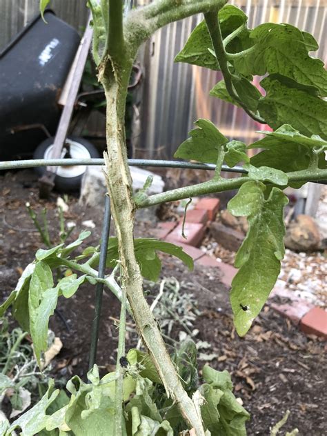 What Is Eating My Tomato Plant Rplantclinic