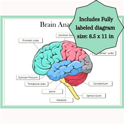 Brain Anatomy Labeling Diagram Classroom Poster Anatomy - Etsy