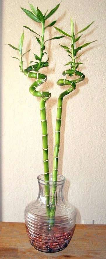 10 Tips For Caring For Lucky Bamboo Plants Indoor Gardening