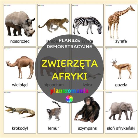 Zwierzęta domowe plansze demonstracyjne pomoce edukacyjne PDF