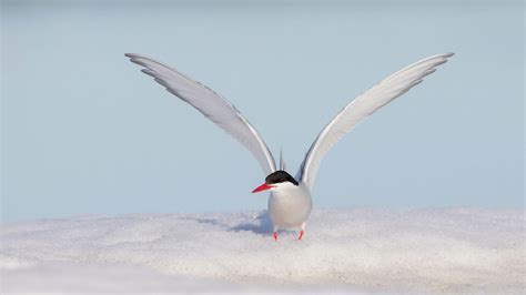 Arctic Tern Audubon Field Guide