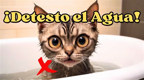 Descubre Los Misterios Por Qu Los Gatos Odian El Agua La Verdad