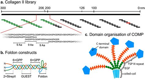 Organisation Of The Collagen Library And Protein Constructs A The