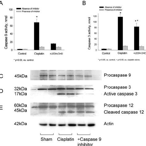 Time Course Of Caspase Activation By Western Blot Analysis A The