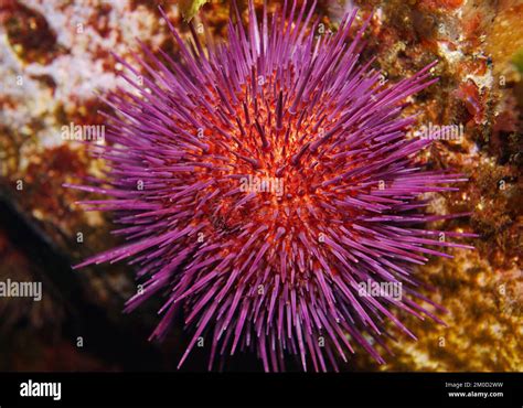 Purple Sea Urchin Underwater Paracentrotus Lividus Close Up Atlantic