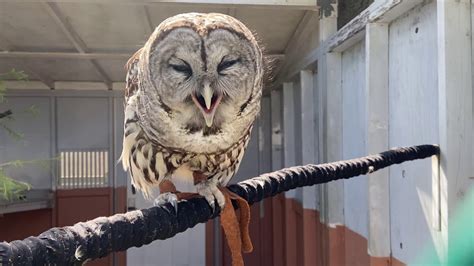 Barred Owl Ambassador Hooting YouTube