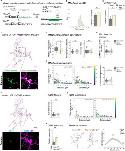 Mitochondrial Network Adaptations Of Microglia Reveal Sex Specific Stress Response After Injury