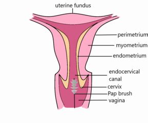 Uterine Wall Layers