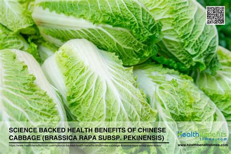 Science Backed Health Benefits Of Chinese Cabbage Brassica Rapa Subsp Pekinensis