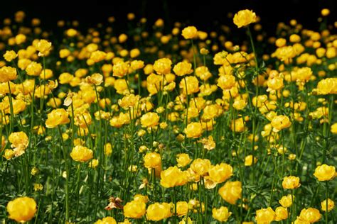 Trollblume Bilder Durchsuchen 2 641 Archivfotos Vektorgrafiken Und