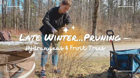 Late Winter Pruning Hydrangeas And Fruit Trees Youtube