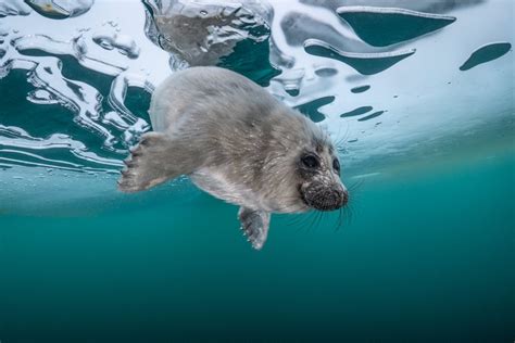 Photographer Captures Adorable Shots of Seal Pups in Lake Baikal ...