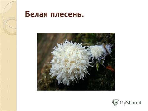 Презентация на тему: "« Загадочная плесень » Исследовательский проект ...