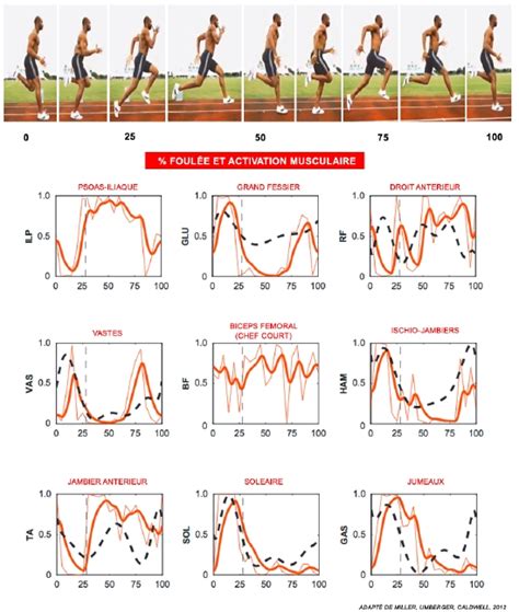 SchÃma fonctionnel rÃflexe myotatique