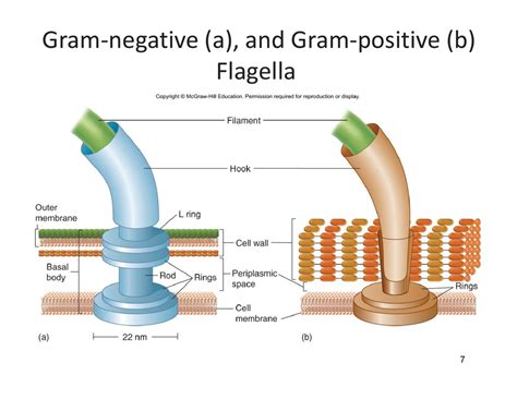 Gramnegative A And Grampositive B Flagella Diagram Quizlet