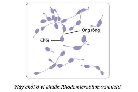 50 Bài tập sinh trưởng và sinh sản ở vi sinh vật 2024 có đáp án chi