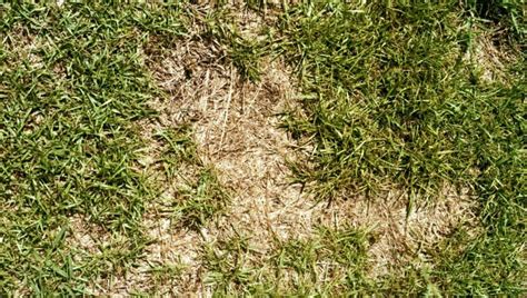 How To Make Centipede Grass Thicker Obsessed Lawn