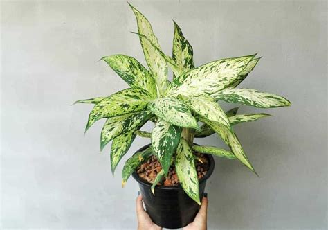 How To Care For An Aglaonema Plant Chinese Evergreen Lawn Au