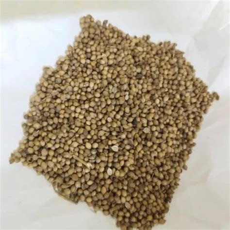 Dried Brown Organic Coriander Seed At Rs 115 Kg In Memari ID 27369493473