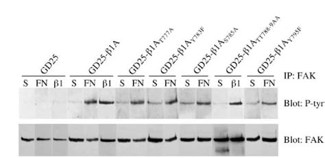 Autophosphorylation Of Fak The Indicated Cell Lines Were Either Kept