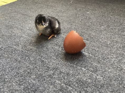 Lot de 6 Œufs fécondés de Marans BCC et NCC noir à camail cuivrée Club