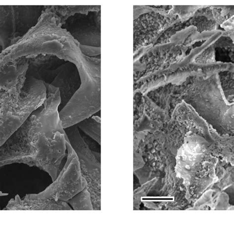 SEM Micrographs Of Lyophilized Hydrogels A CI CS B CII CS 0 1HA