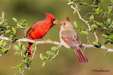 Pin On Cardinals