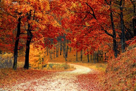 Autumn Fall Path Forest Royalty Free Photo