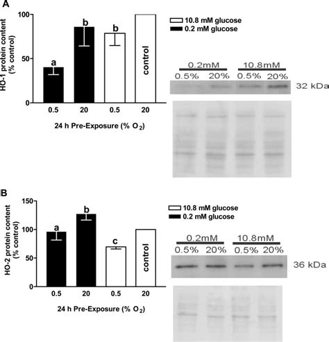 Densitometric Analysis Left And A Representative Immunoblot Right